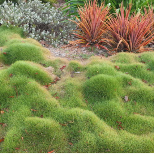 Scleranthus Biflorus Lime Lava 140mm