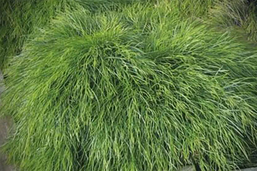 Acacia Limelight 140mm