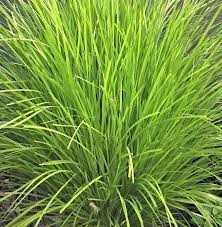 Lomandra Lime Tuff 175mm