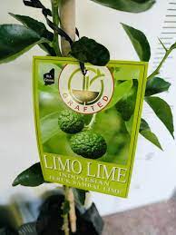 Limo Lime 12lt