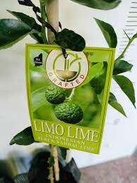Limo Lime 14lt