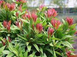 Callistemon Little Jet 18cm