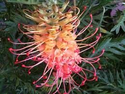 Grevillea Loopy Lou 140mm