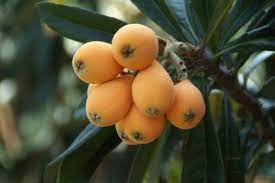 Loquat Bessell Brown 18lt