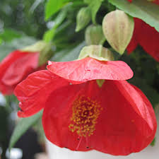 Abulilon Lucky Lantern Red 175mm