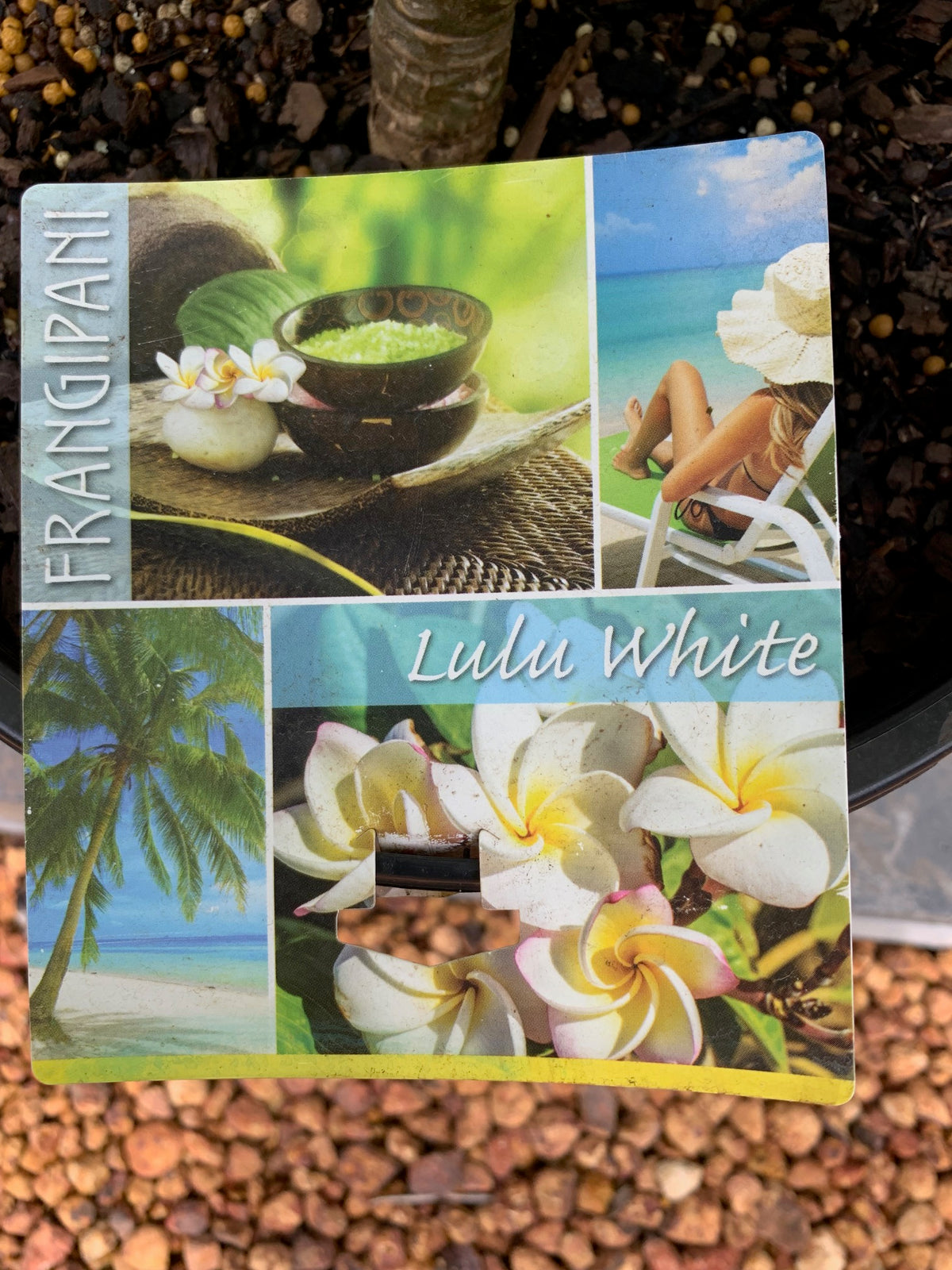 Lulu White 8lt