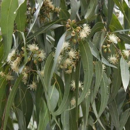 Corymbia Maculata 50lt