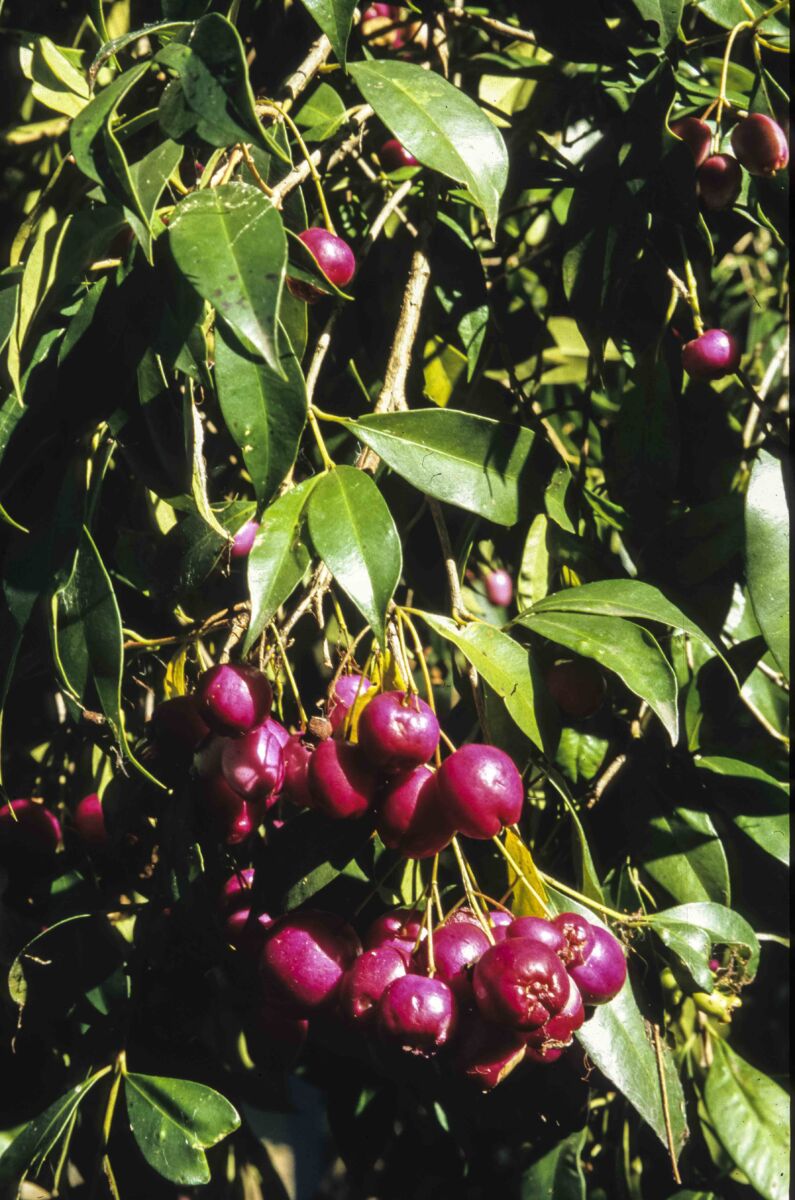 Syzygium Magenta Cherry Lilly Pilly 50lt