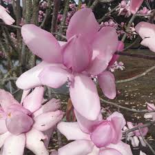 Magnolia Campbellii 30lt