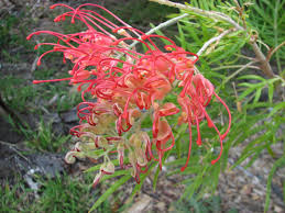 Grevillea Mason's Hybrid 175mm