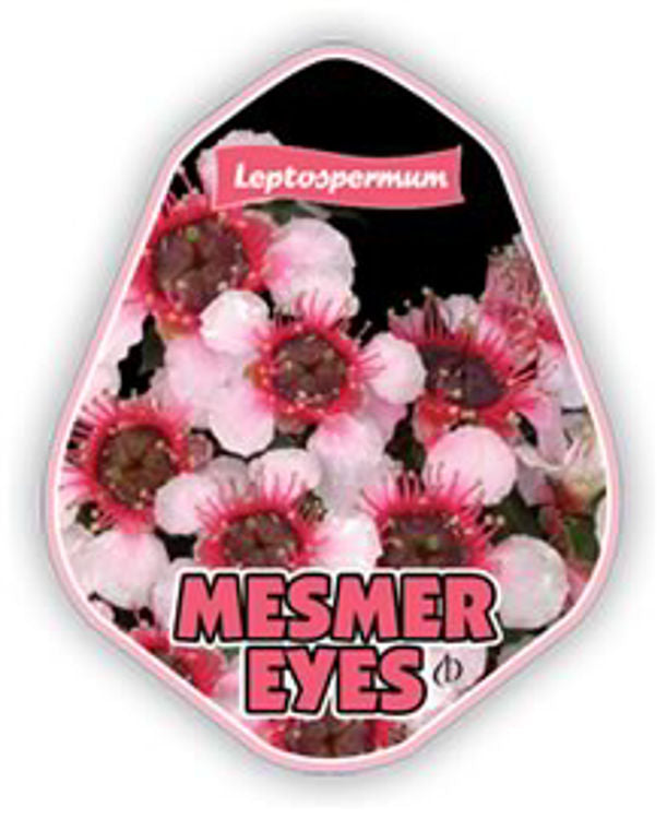 Leptospermum Mesmer Eyes 175mm
