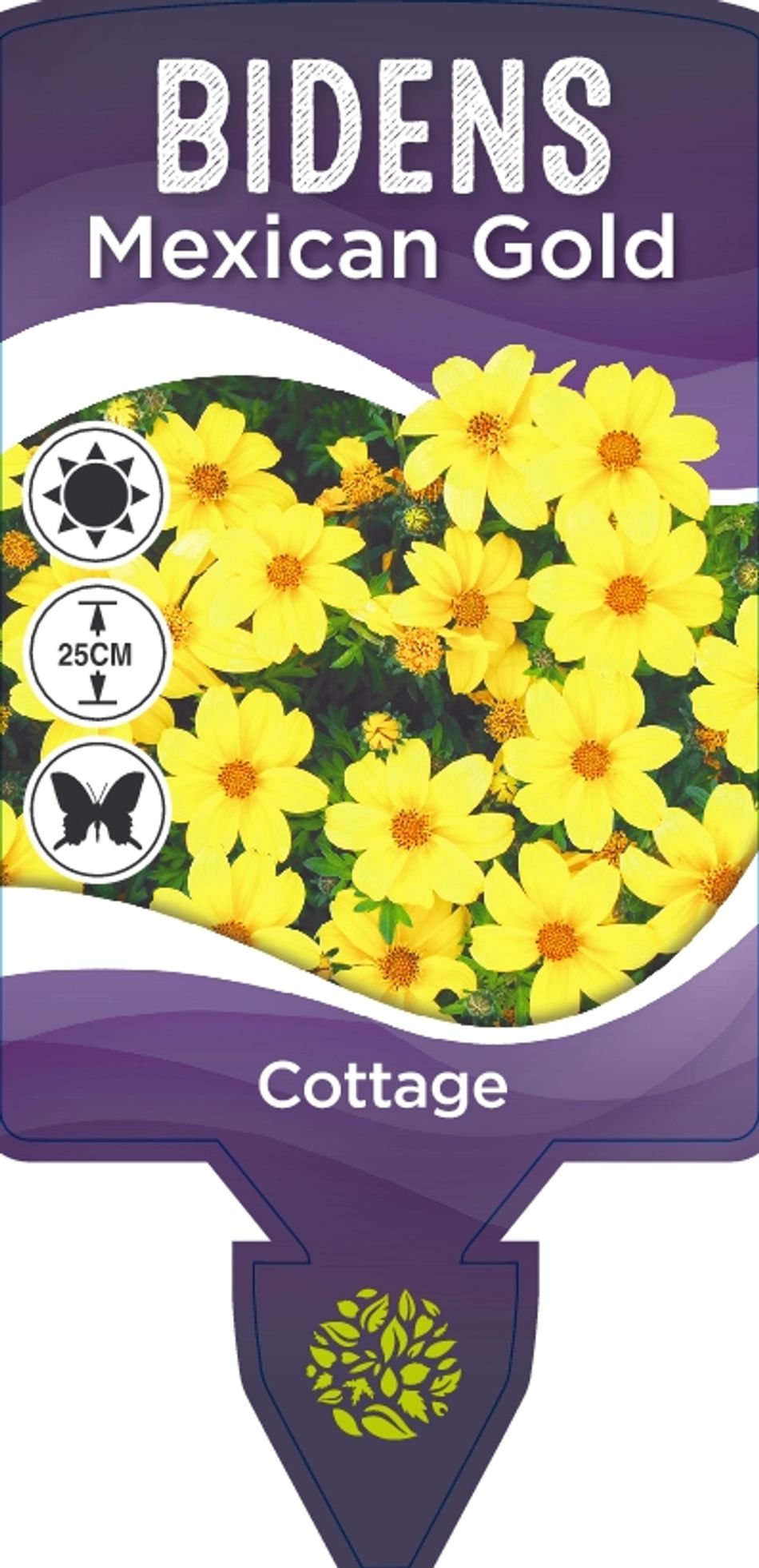 Bidens Mexican Gold 140mm