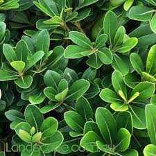 Pittosporum Miss Muffet 8lt