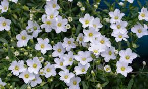 Arenaria Montana Snow 140mm