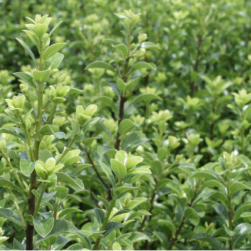 Pittosporum Mountian Green 5lt