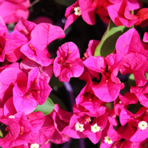 Bougainvillea Mrs Butt 5lt