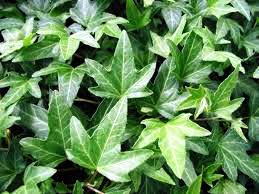 Hedera Helix Needlepoint 140mm