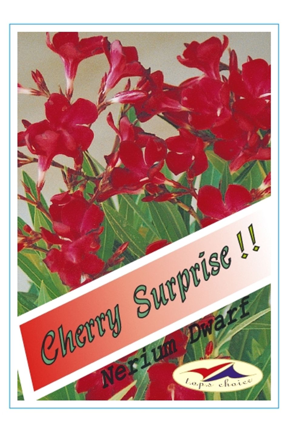 Nerium Oleander Cherry Suprise 175mm
