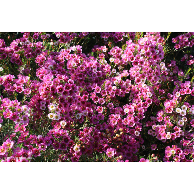 Chamelaucium Nina's Delight 5lt