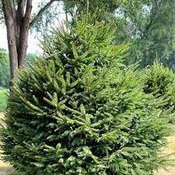 Norway Spruce 200mm