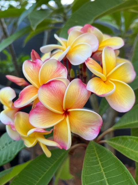 Nui Delight