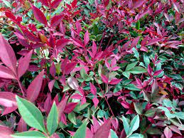 Nandina Obsession Small