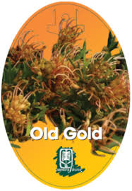Grevillea Old Gold 180ml