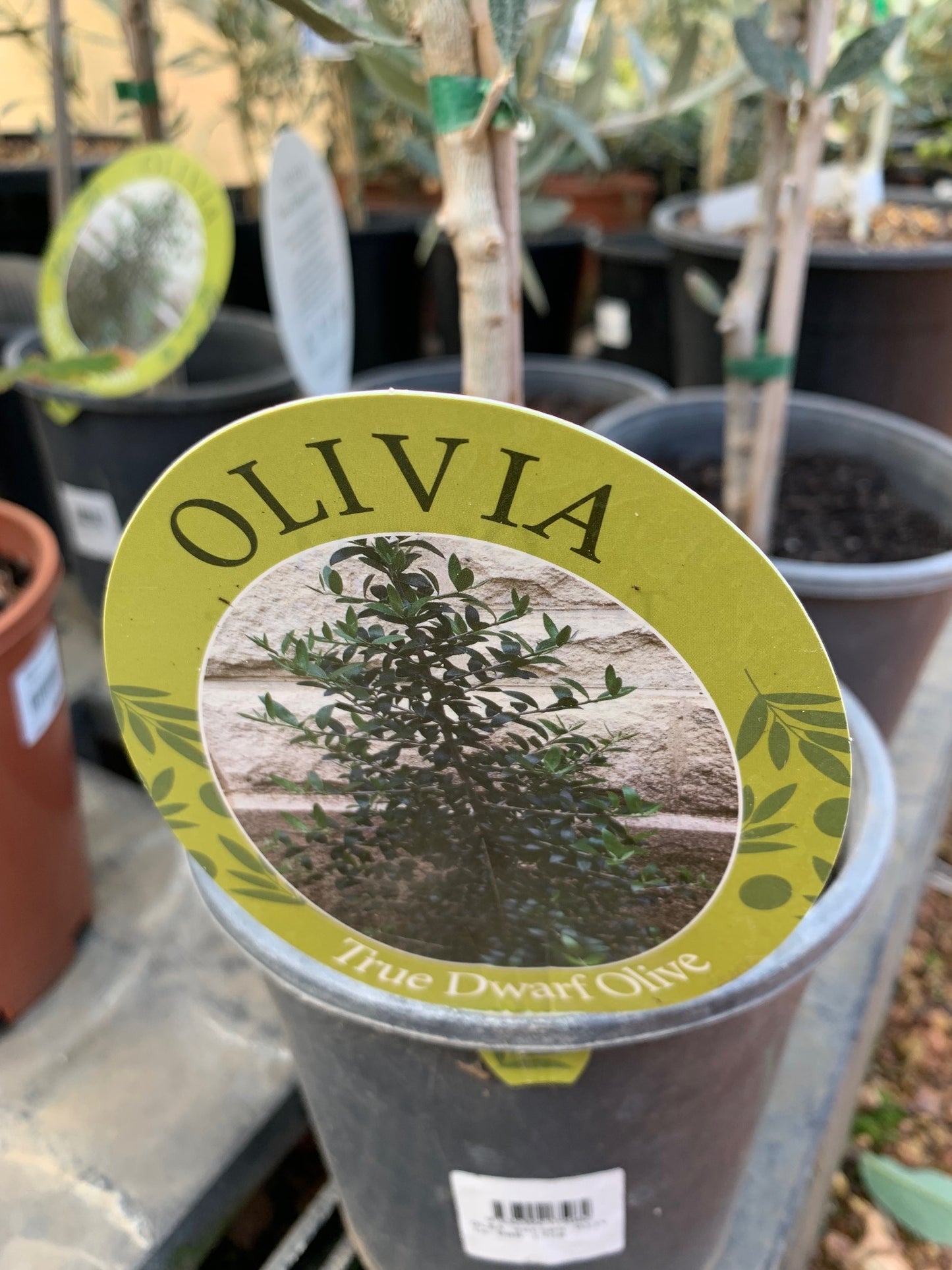 Olea Europe Olivia 8lt