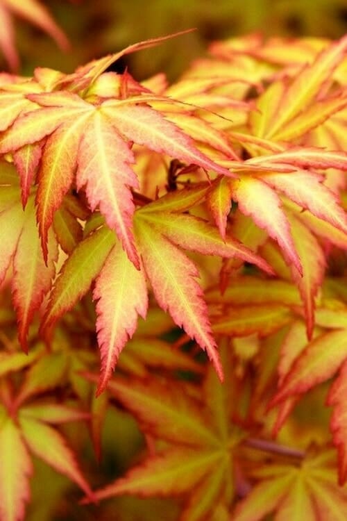 Acer Palmatum Orange Dream 30lt