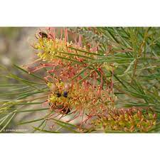Grevillea Outback Sunrise 25cm