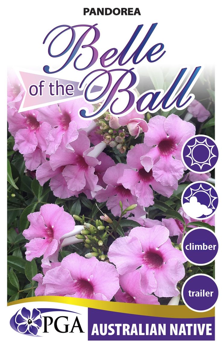 Pandorea Belle Of The Ball 140mm