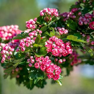 Crataegus Hawthorn Paul's Scarlet