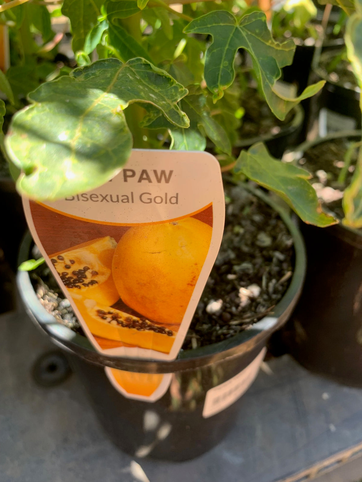 Papaya Yellow
