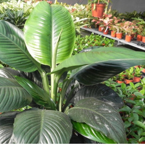 Spathiphyllum Sensation 18cm