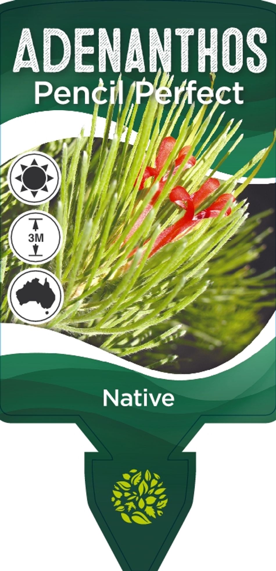 Adenanthos Pencil Perfect 30lt