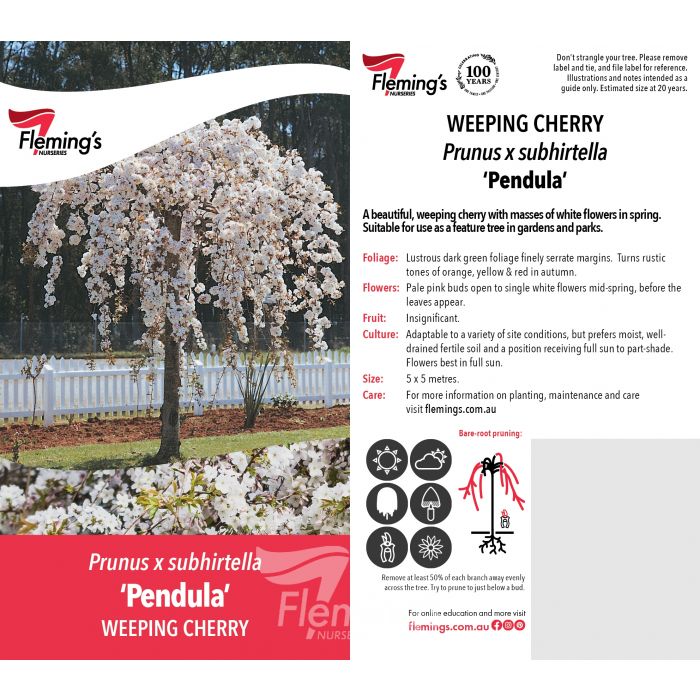 Pendula White 50lt