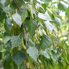 Pendula Youngii 70lt