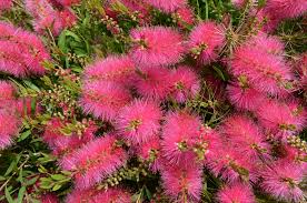 Callistemon Perth Pink 20cm