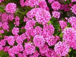 Pimelea Ferruginea