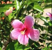 Pink Chiffon 8lt