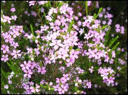 Dwarf Pink Diosma 4.5lt