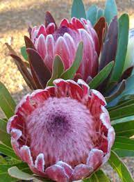 Protea Pink Ice 140mm