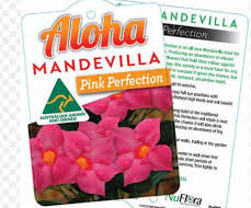 Mandevilla Pink Perfection 140mm