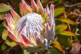 Protea Pink Crown 175mm