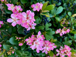 Rhaphiolepis Pink Punch 140mm