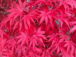 Acer Palmatum Pixie 30lt