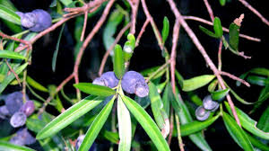 Podocarpus Elatus 30lt