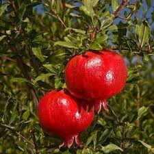 Pomegranate Wonderful