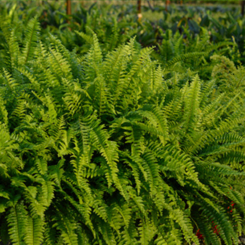 Nephrolepis Boston Blue Bell