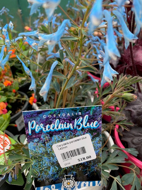 Corydalis Porcelain Blue 140mm